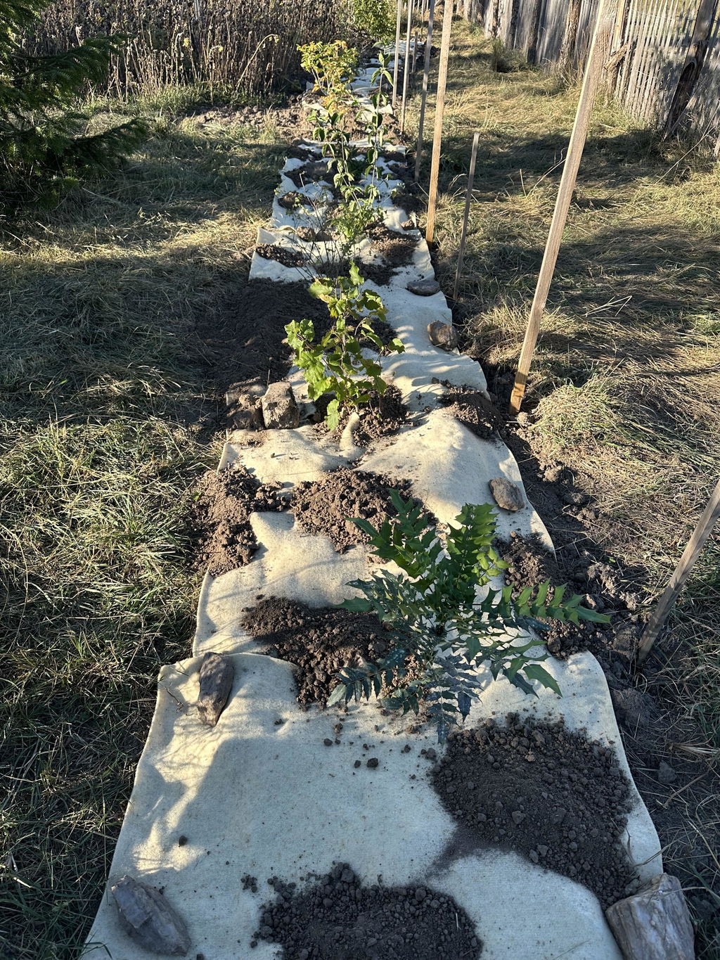 Arrosage espacé