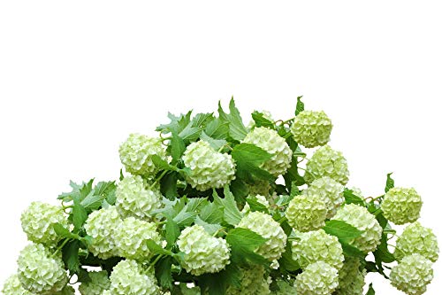 or-brun-or-activ-engrais-hortensias-650-g-uab-6-mois image 6