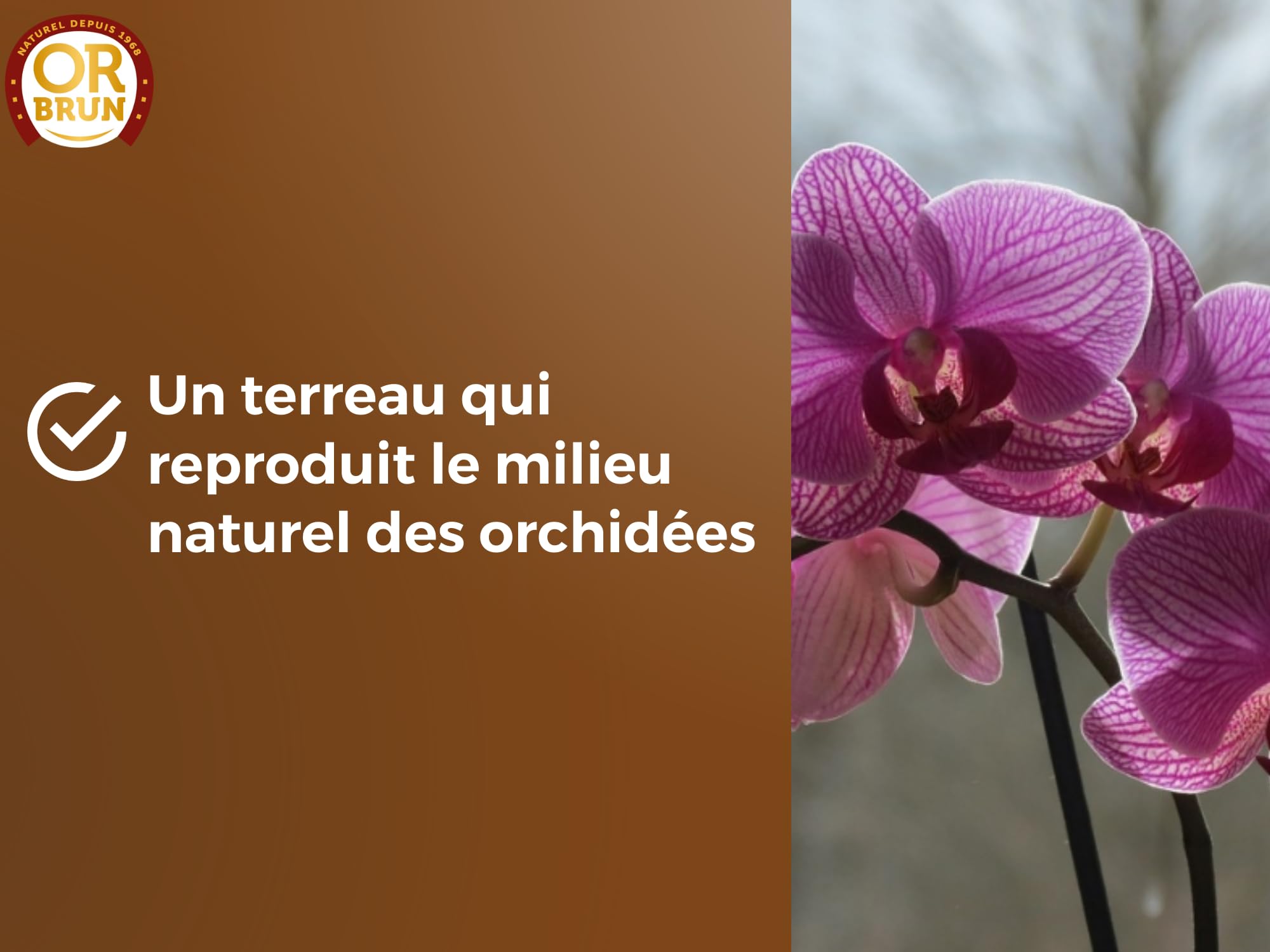 or-brun-p-re-fran-ois-terreau-orchid-es-6l-a-r image 4