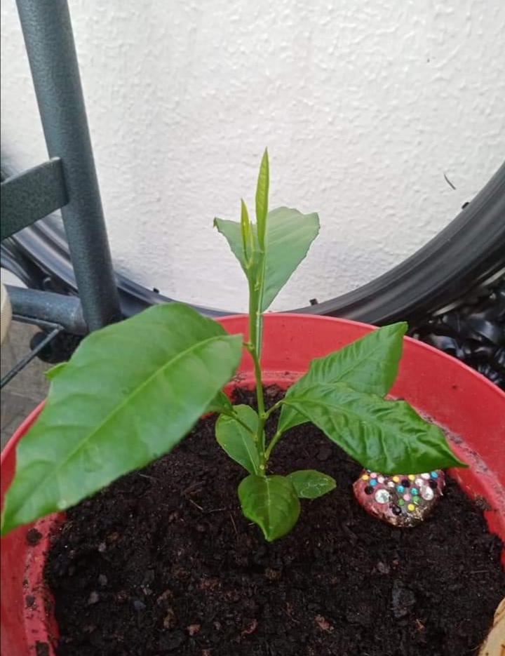 Citronnier rempoté
