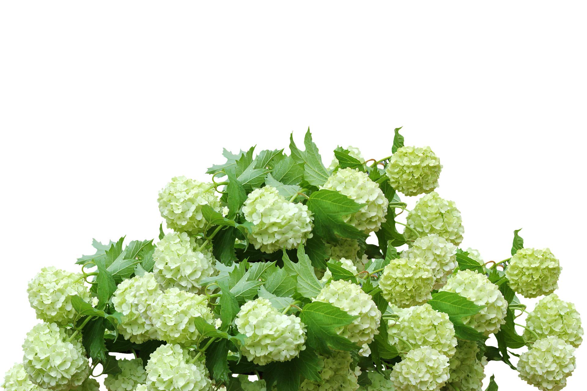 or-brun-or-activ-engrais-hortensias-650-g-uab-6-mois image 3