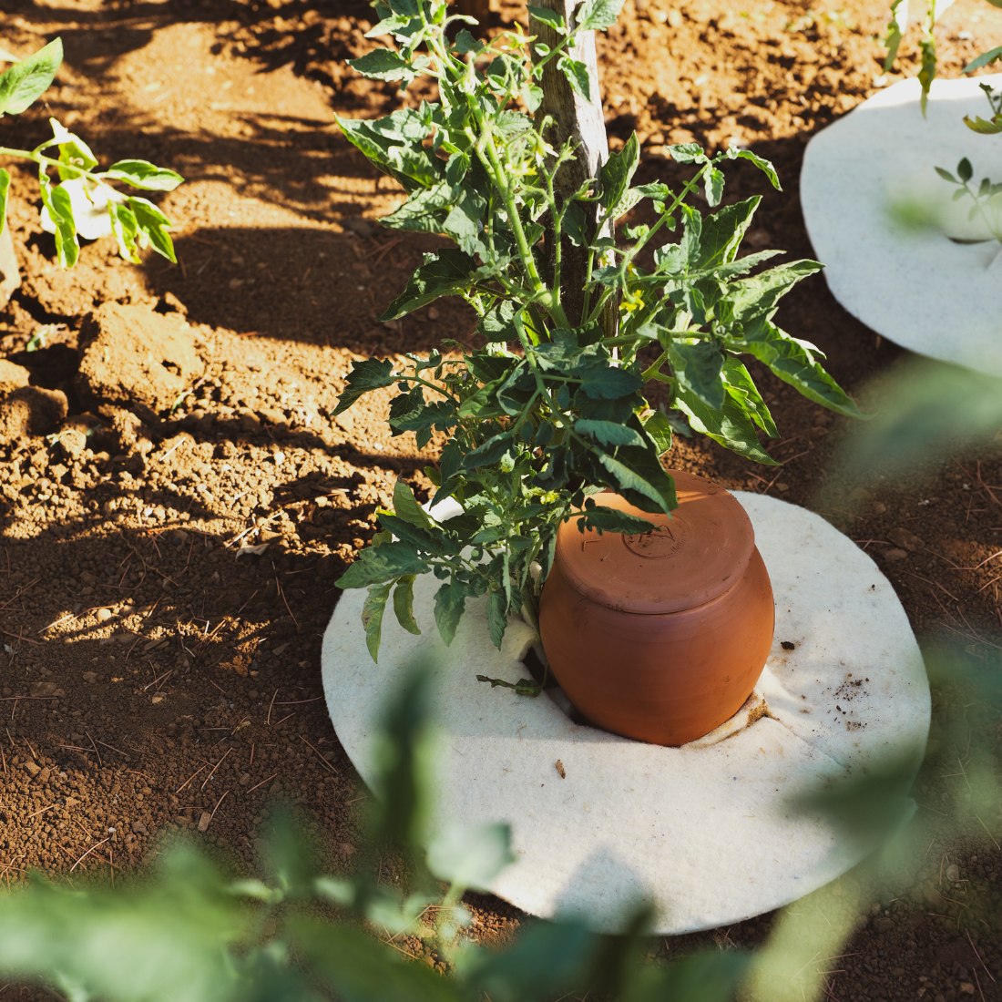 fertilaine-les-ollas-olla-planter-c-ramique-0-3l-autonome image 4