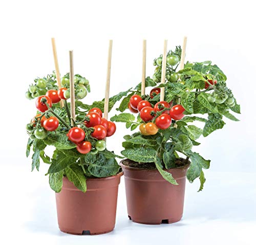 or-brun-or-activ-b-tonnets-petit-potager-bio-25-pi-ces image 8