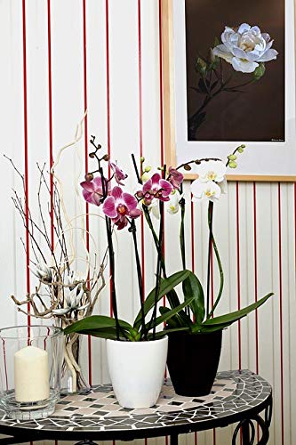 or-brun-p-re-fran-ois-terreau-orchid-es-drainant-4l-bio image 6