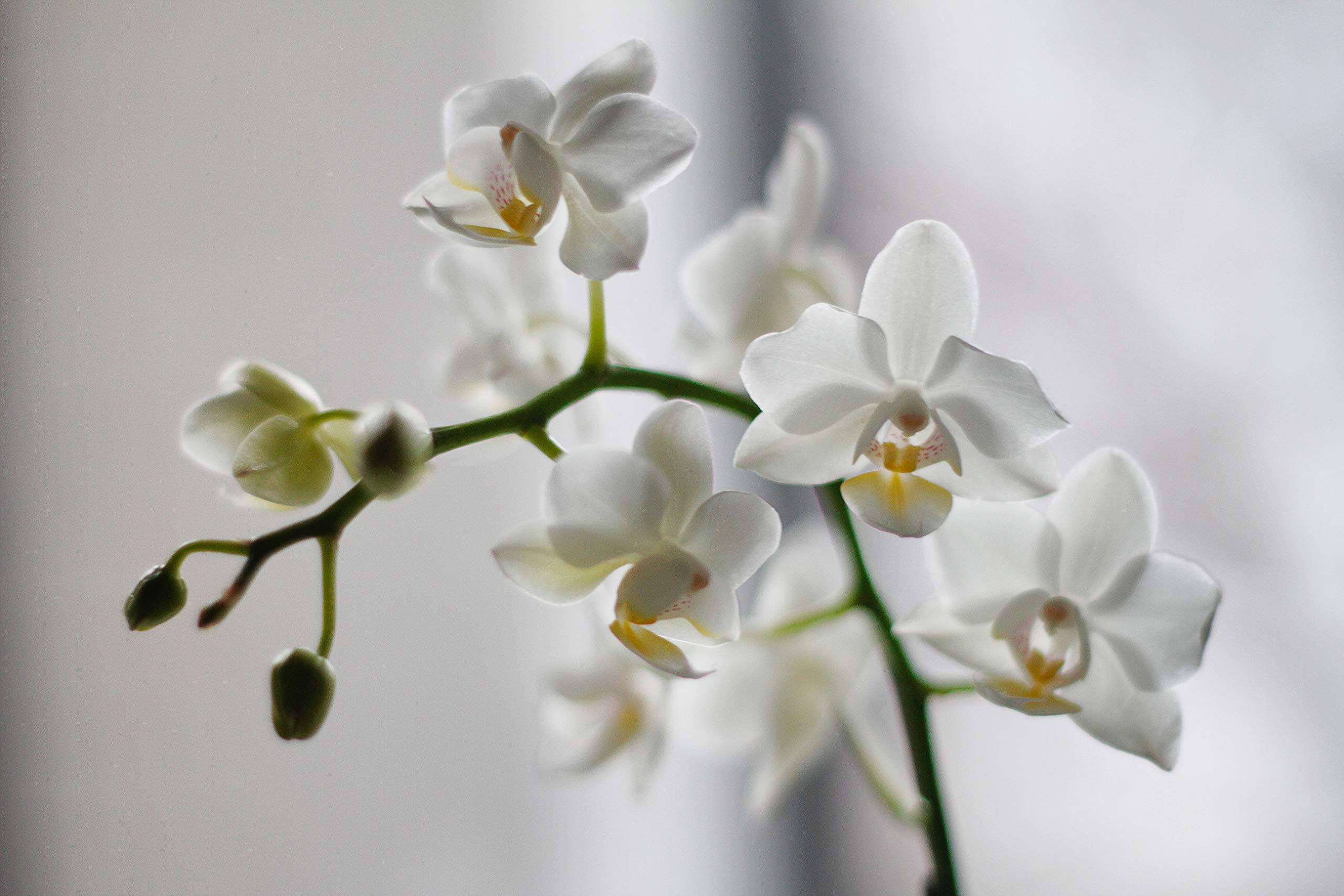 or-brun-orbio-terreau-orchid-es-3l-floraison-naturel image 3