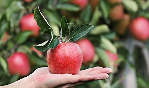or-brun-or-activ-engrais-arbres-fruitiers-granul-s-1-5-kg-uab image 6