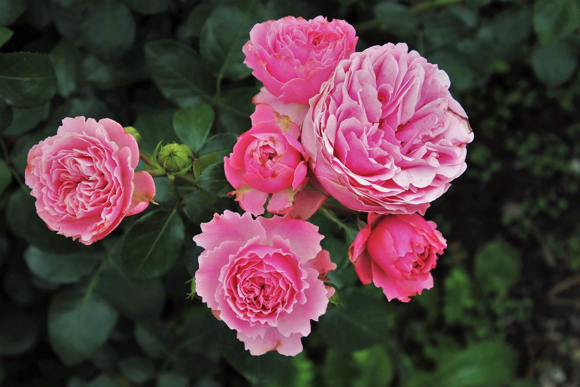 or-brun-or-activ-engrais-rosier-650-g-bio-floraison image 3