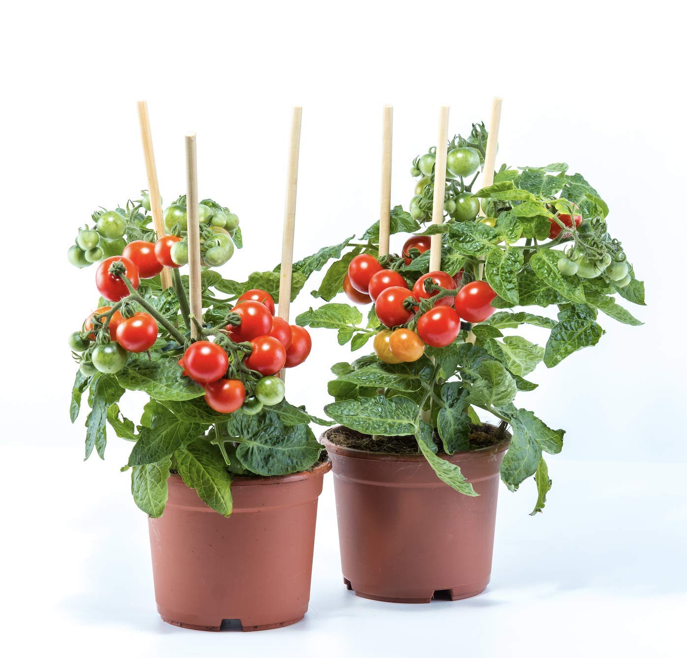 or-brun-or-activ-b-tonnets-petit-potager-bio-25-pi-ces image 4
