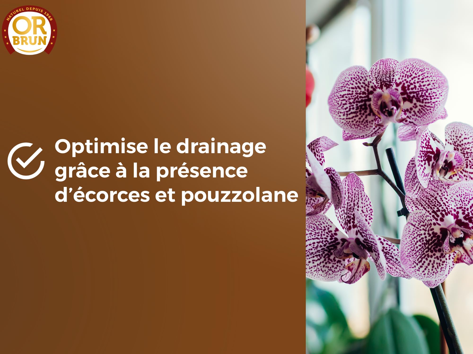 or-brun-p-re-fran-ois-terreau-orchid-es-6l-a-r image 6