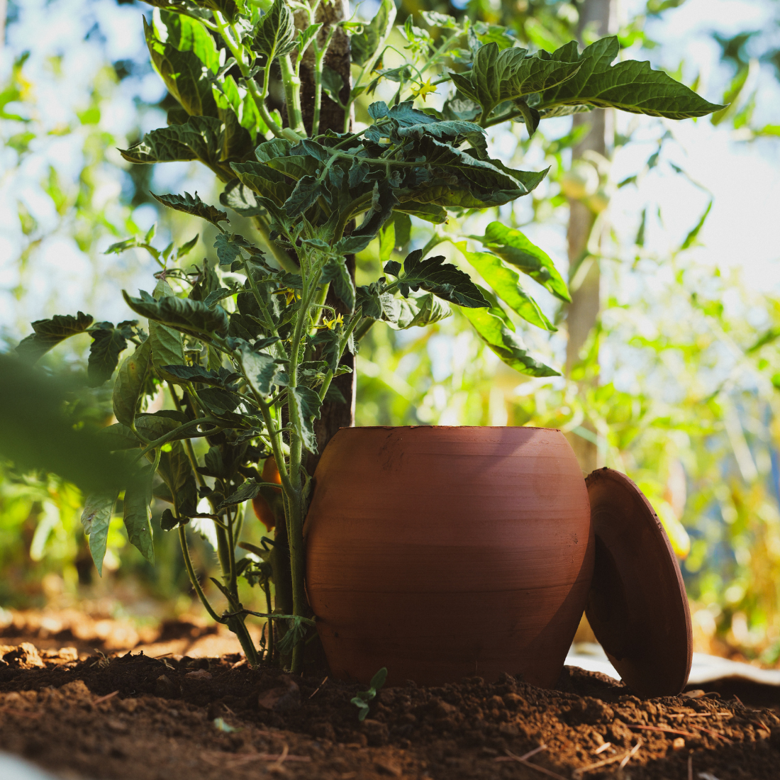fertilaine-les-ollas-olla-planter-c-ramique-0-3l-autonome image 3