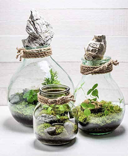 or-brun-p-re-fran-ois-terreau-terrarium-4-l-bio-humide image 7