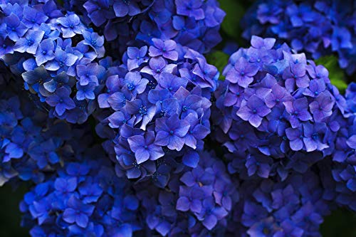 or-brun-or-activ-engrais-hortensias-bleuissant-650-g image 6