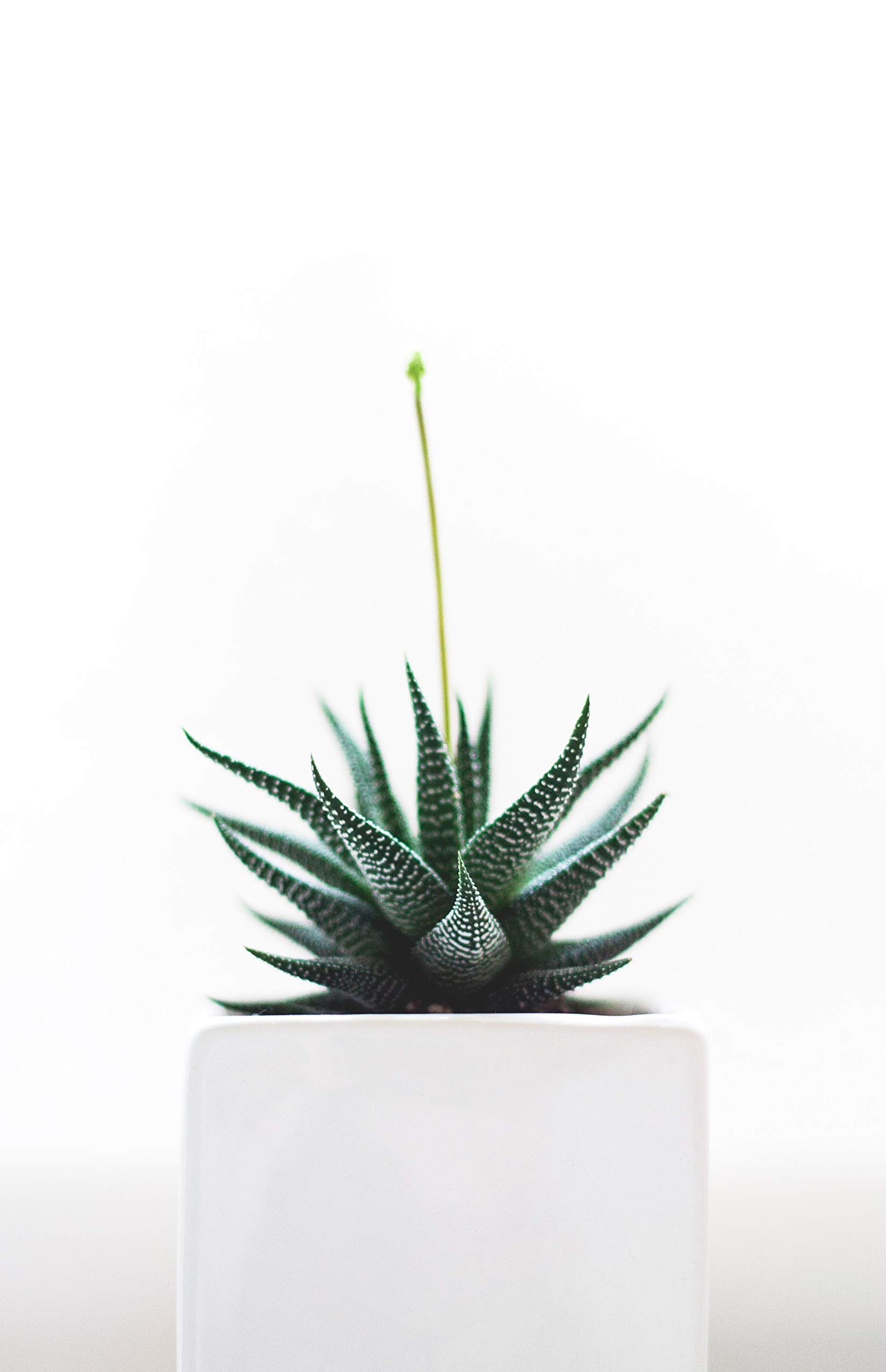 or-brun-p-re-fran-ois-terreau-cactus-3l-drainant image 5
