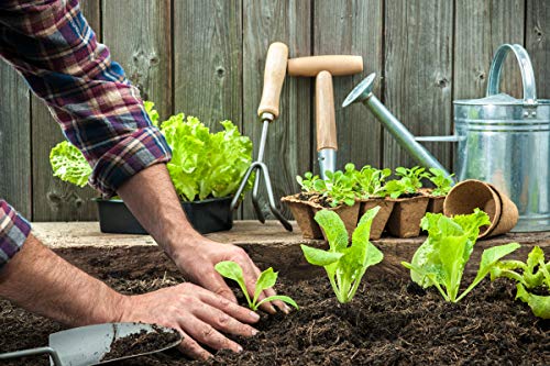 or-brun-orbio-engrais-petit-potager-500-g-l-gumes-bio image 7