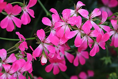 or-brun-or-activ-engrais-g-raniums-650-g-floraison image 8